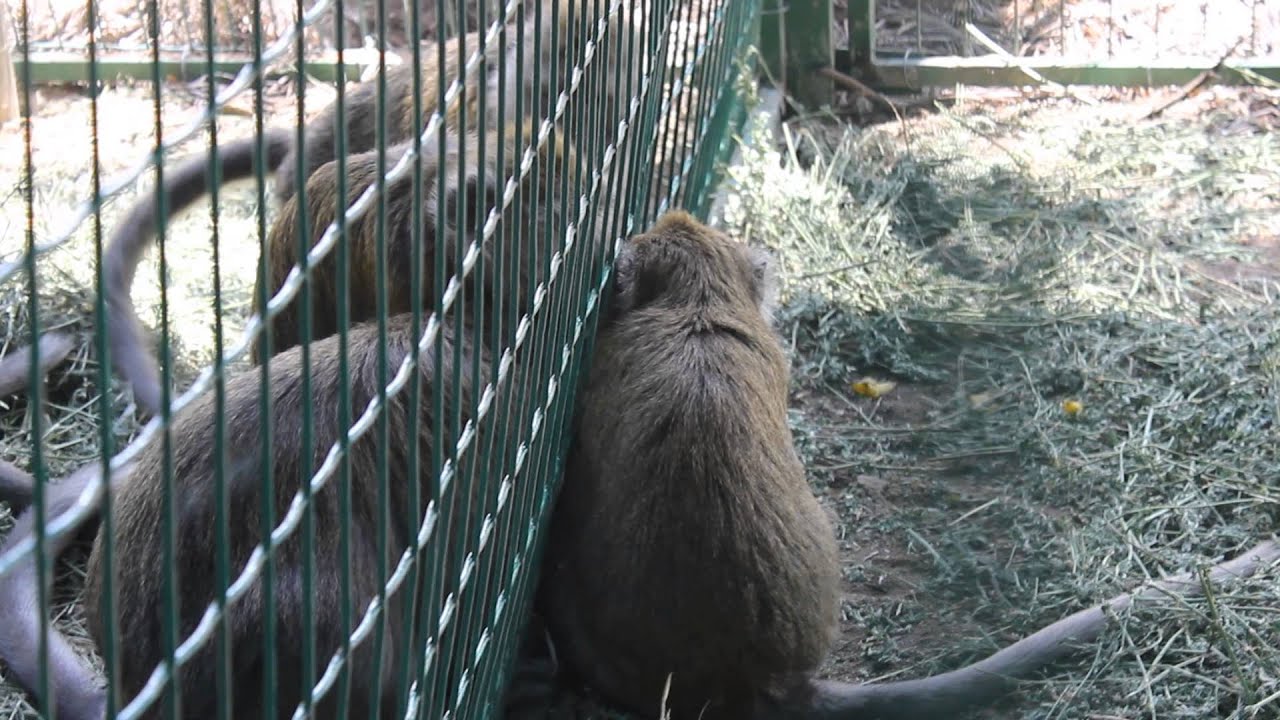 International Primate Rescue - Ouma meeting her new friends.