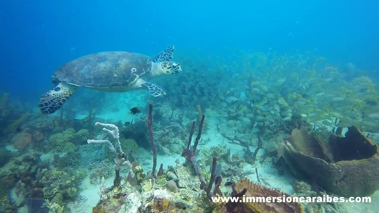 Baie du Marin en Martinique, avec Plongée Immersion Caraïbes