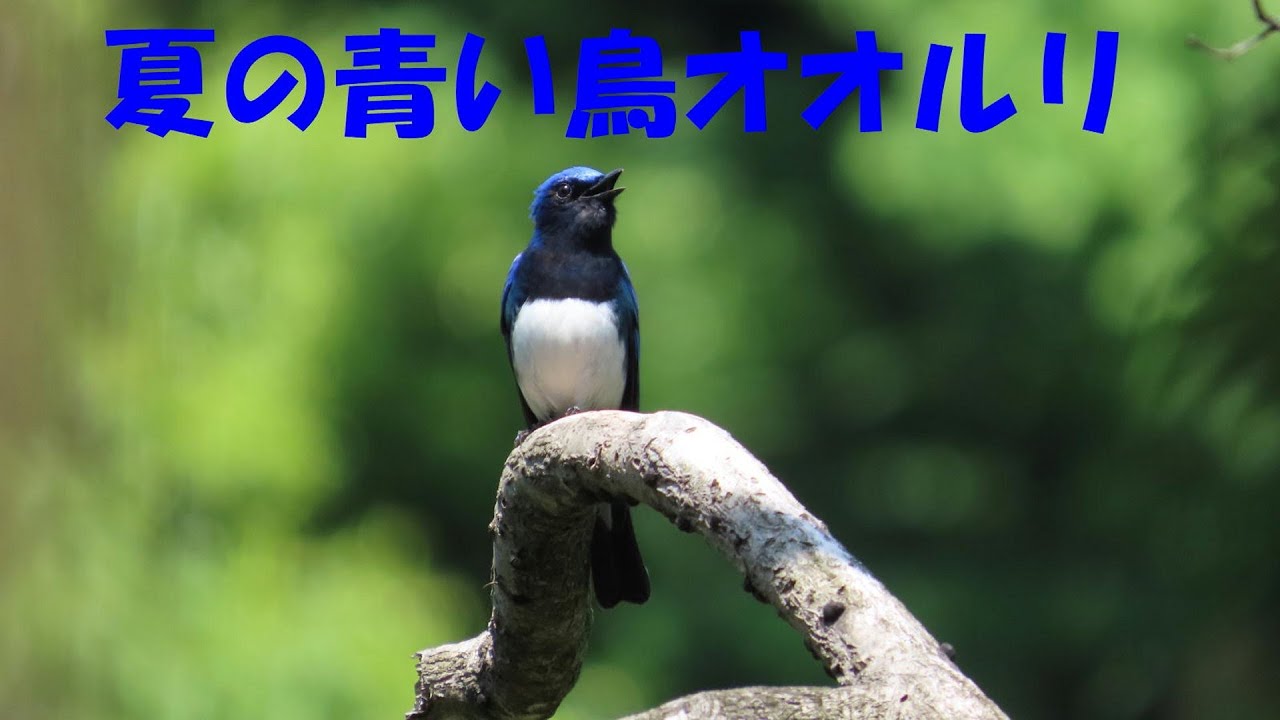 夏の青い鳥オオルリ