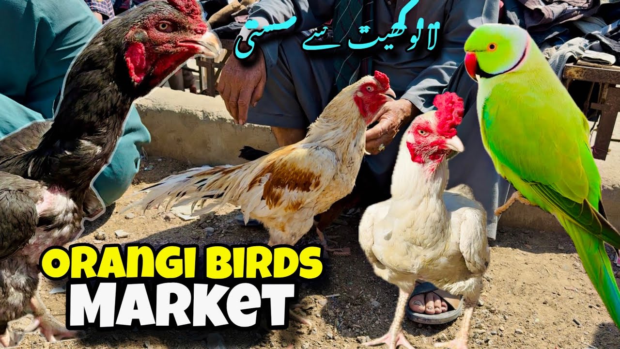 Lalukhet se sasti | Orangi town exotic bird market | Aseel murgo ki mandi | Animal Shokeen 