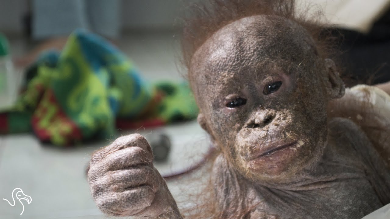 Meet Gito: The Orangutan That Never Gave Up
