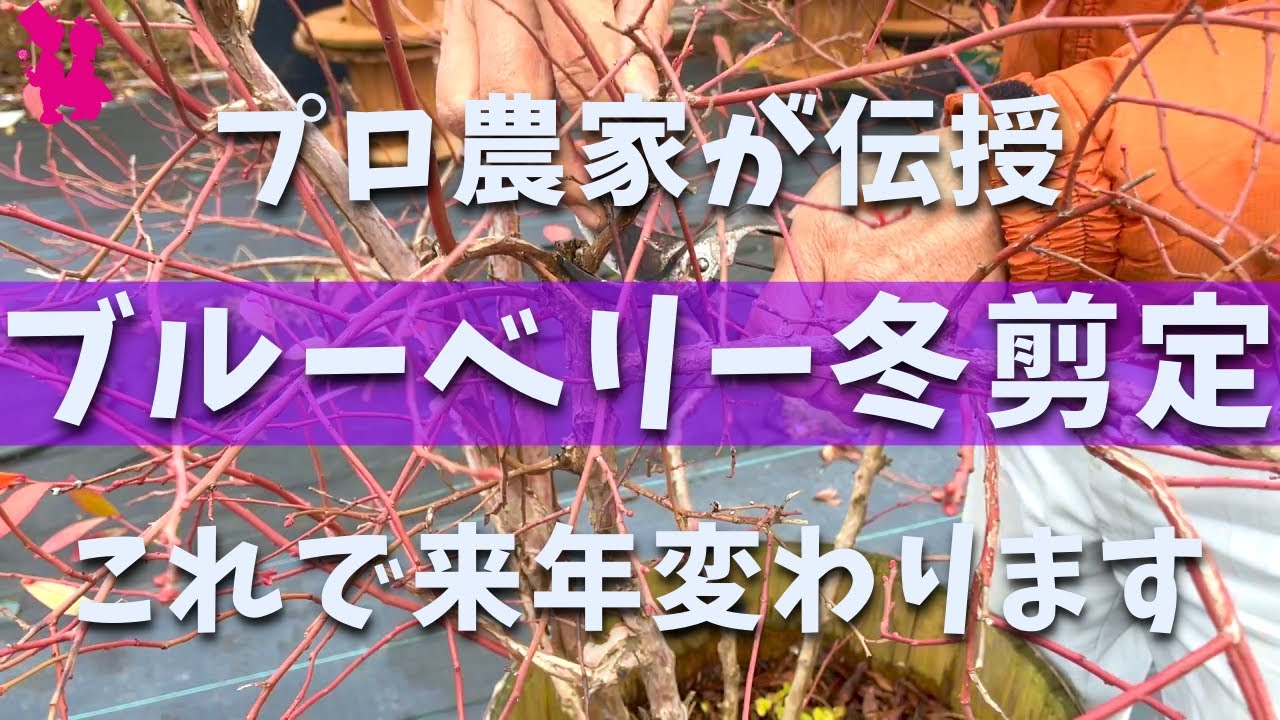 【プロ直伝】ブルーベリーの良い実を成らせる冬剪定を実演！(鉢植え・地植え)