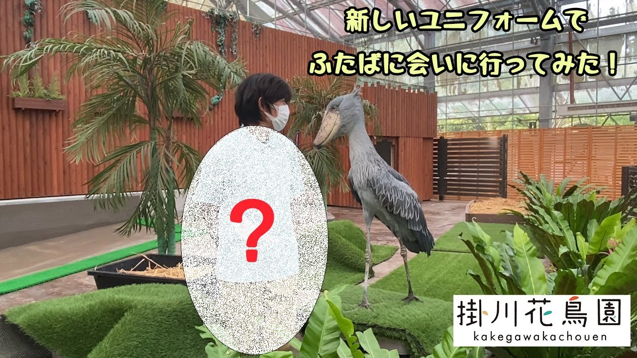 【掛川花鳥園公式】新ユニフォームでふたばに会いに行ってみた！