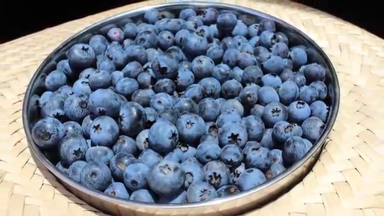 Arándanos en el Perú , Blueberriesperú