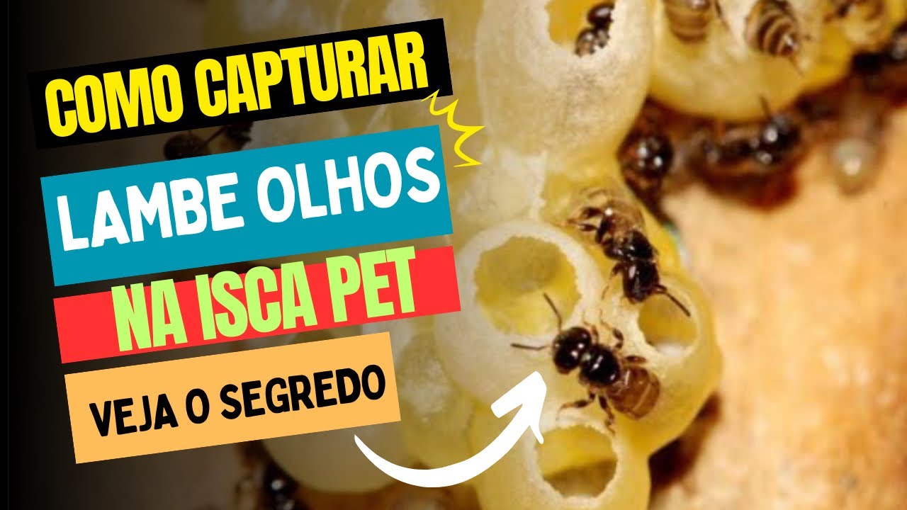 O segredo das capturas das abelhas lambe olhos!