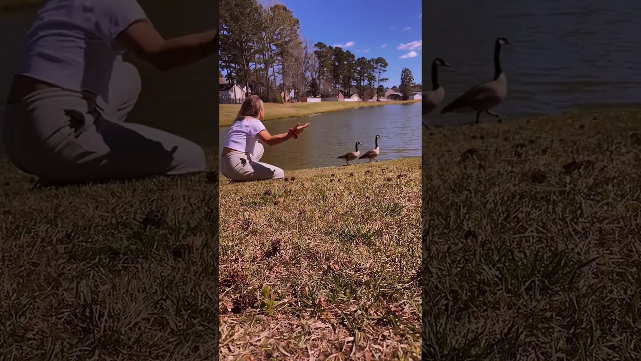 Explaining community rules to geese who aren't listening 