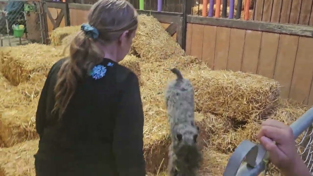 Loch 12.12.2025 G2 Masters 2  Kerry Blue Terrier   Barn Hunt