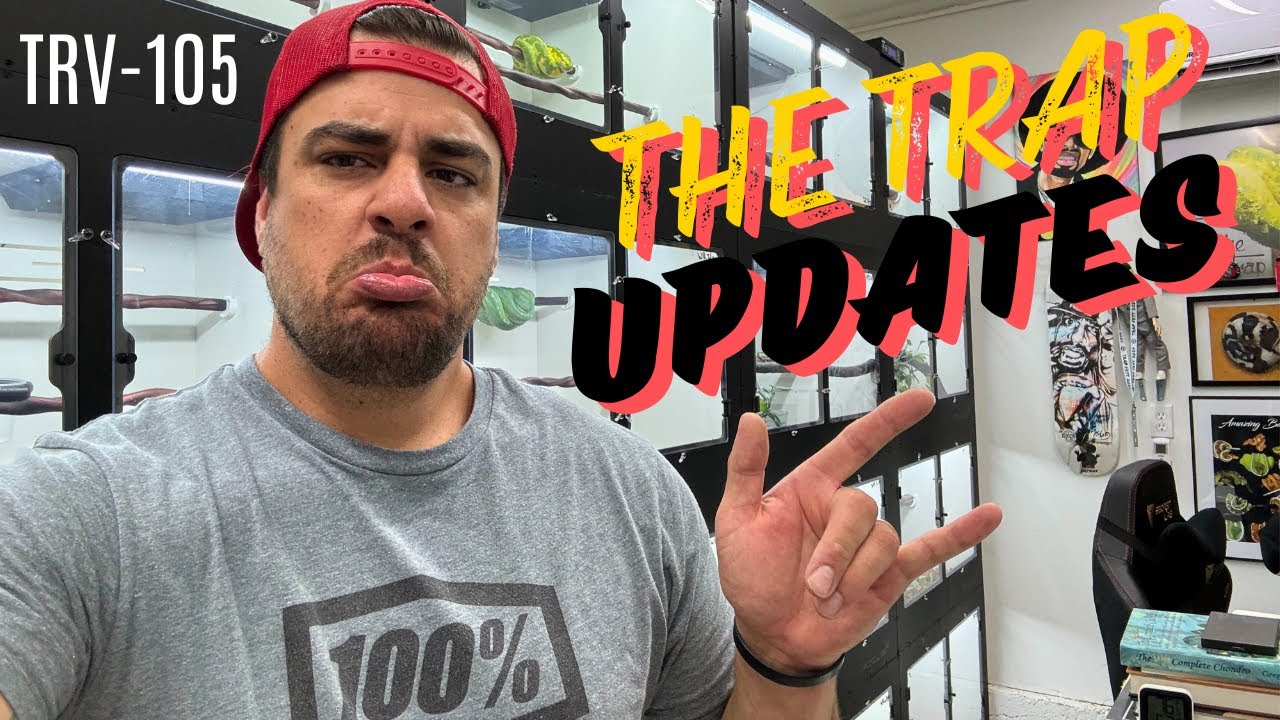 GREEN TREE PYTHONS, EMERALD TREE BOAS, BALL PYTHONS & TRAP UPDATES