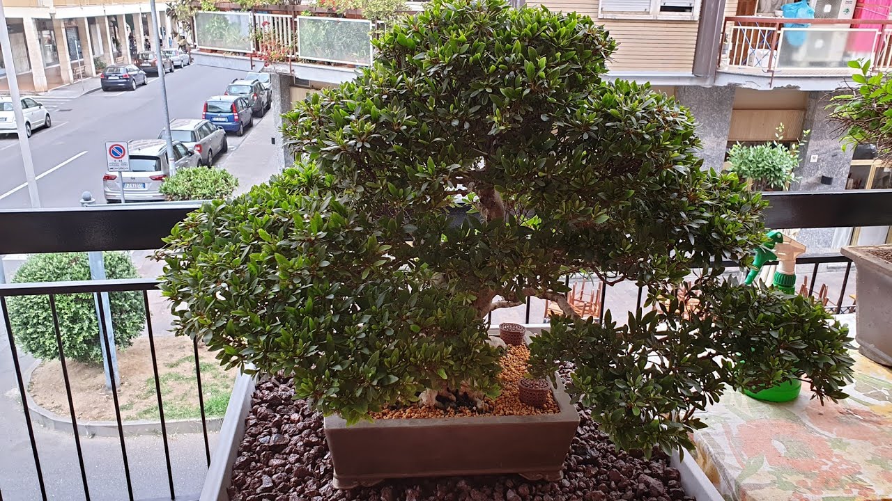 potatura bonsai azalea post fioritura