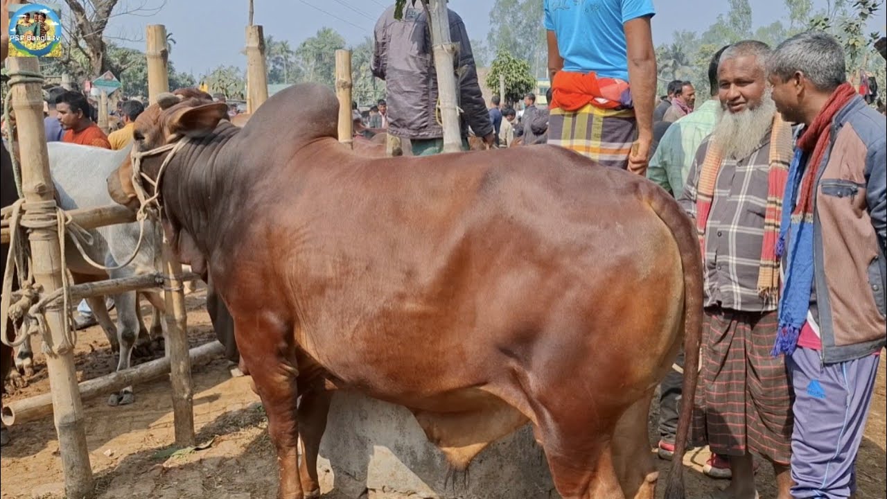 @ 11/2/2026|| খামার উপযোগী ষাঁড় গরুর দাম আমবাড়ী হাটে||