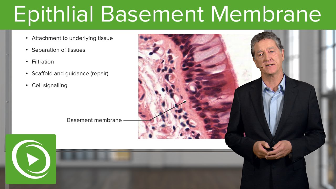 Epithlial Basement Membrane  – Histology | Lecturio