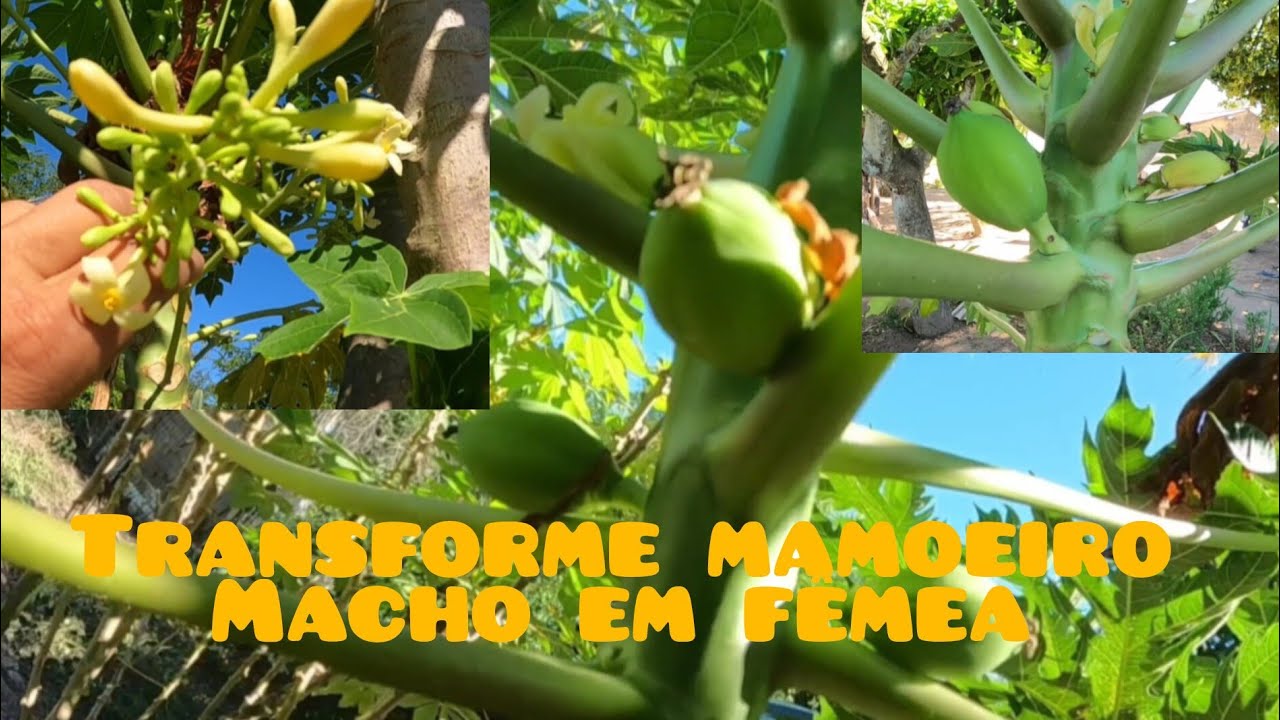 Como fazer pé de mamão macho virar fêmea, técnica simples e fácil
