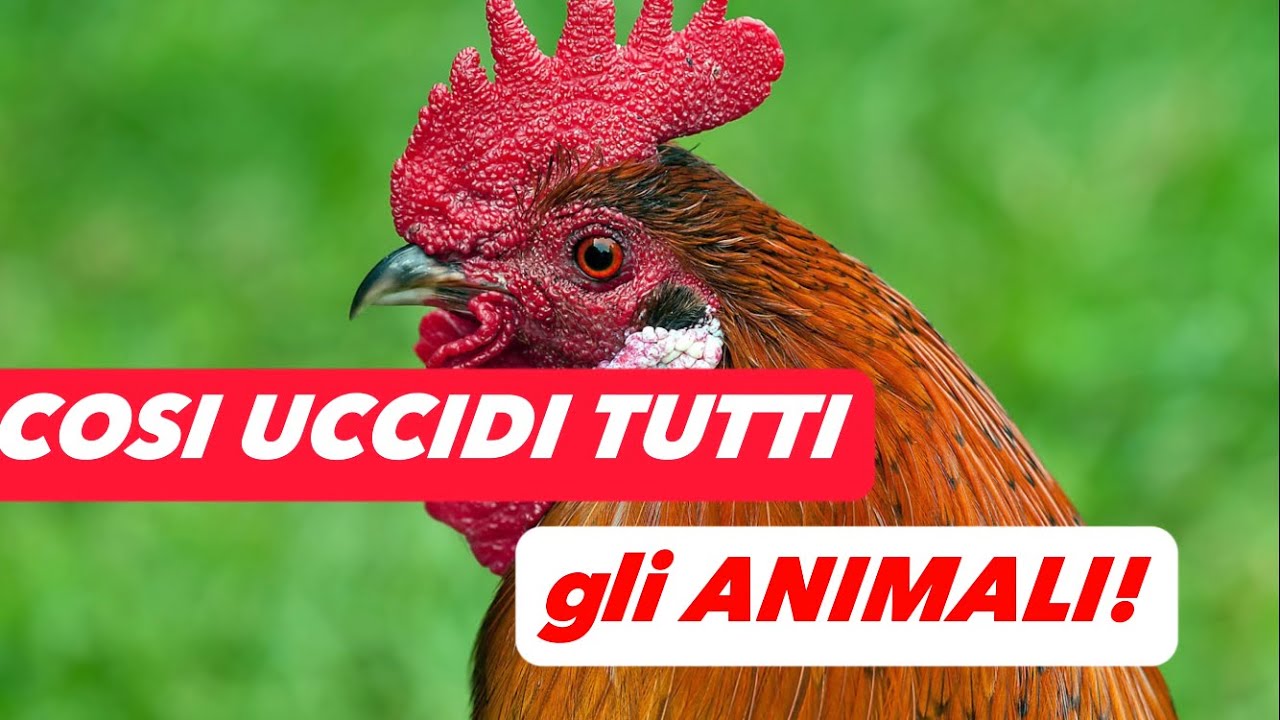 Cosa NON DARE MAI alle GALLINE!