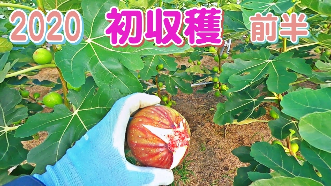 いちじくVlog　収穫までカウント開始　#08　前半　SEASON3