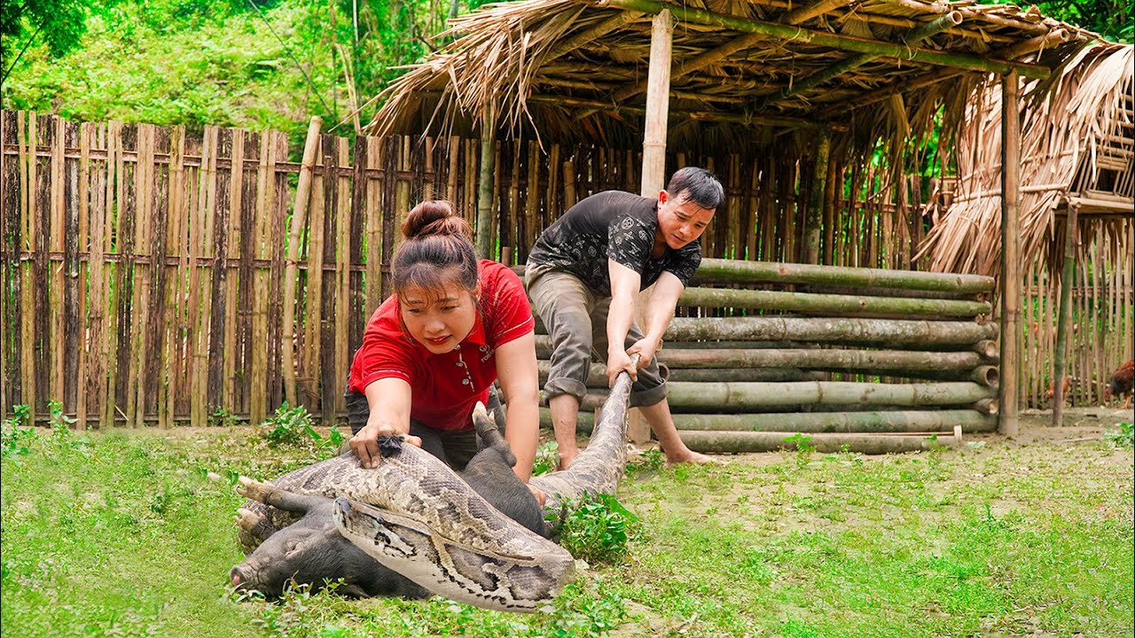 Farm Survival Tactics: Keeping Your Livelihood Safe from Giant Python | Remote Village Life