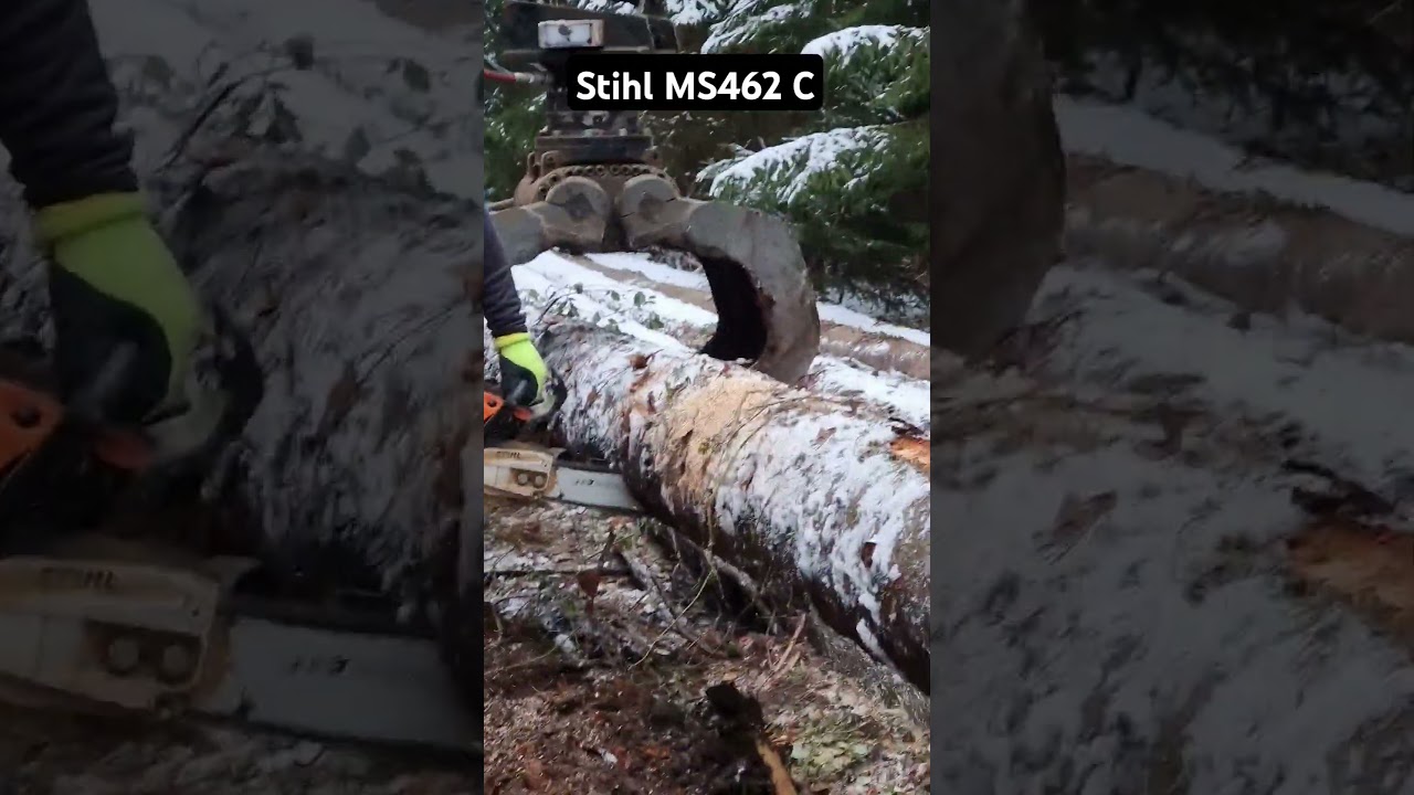 Stihl Ms 462 C @galabaudeluca @Stihl @stihlusa @STIHLde #shorts #short #shortvideo #greifer