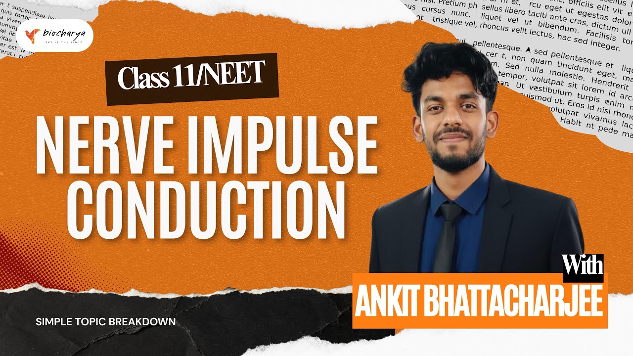How nerve impulse travel along nerve cell? | Class 11 | NCERT Simplified #neet #biology #kolkata 