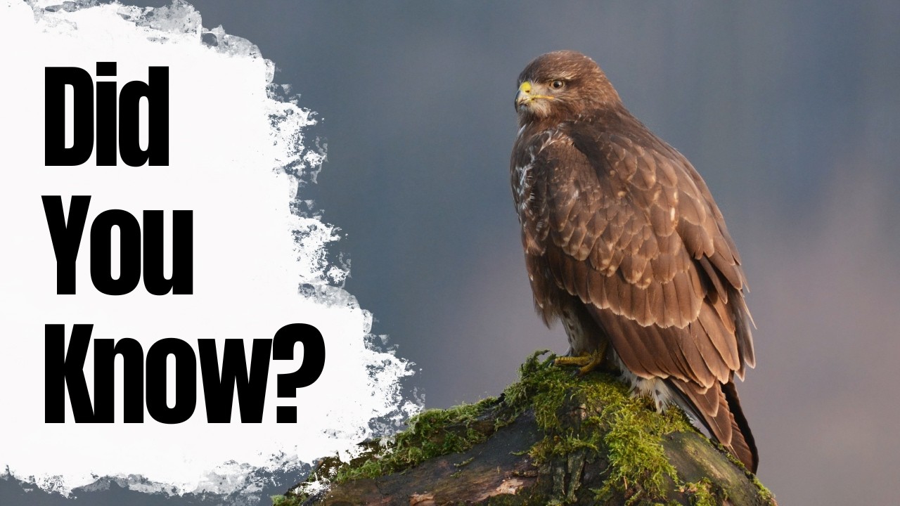 Most people don't know these Buzzard Facts!