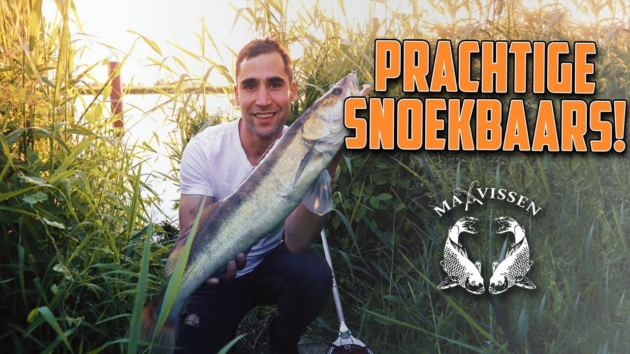 Machtig Dikke Snoekbaarzen vangen!! - Maxvissen #136