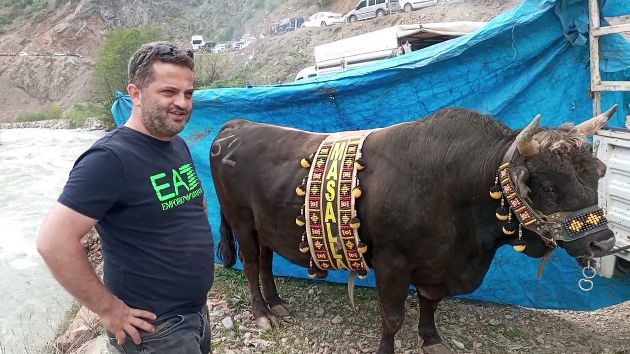 Heyecan dolu Artvin Yusufeli Sarıgöl Boğa Güreşleri ve Arenadan çeşitli manzaralar.