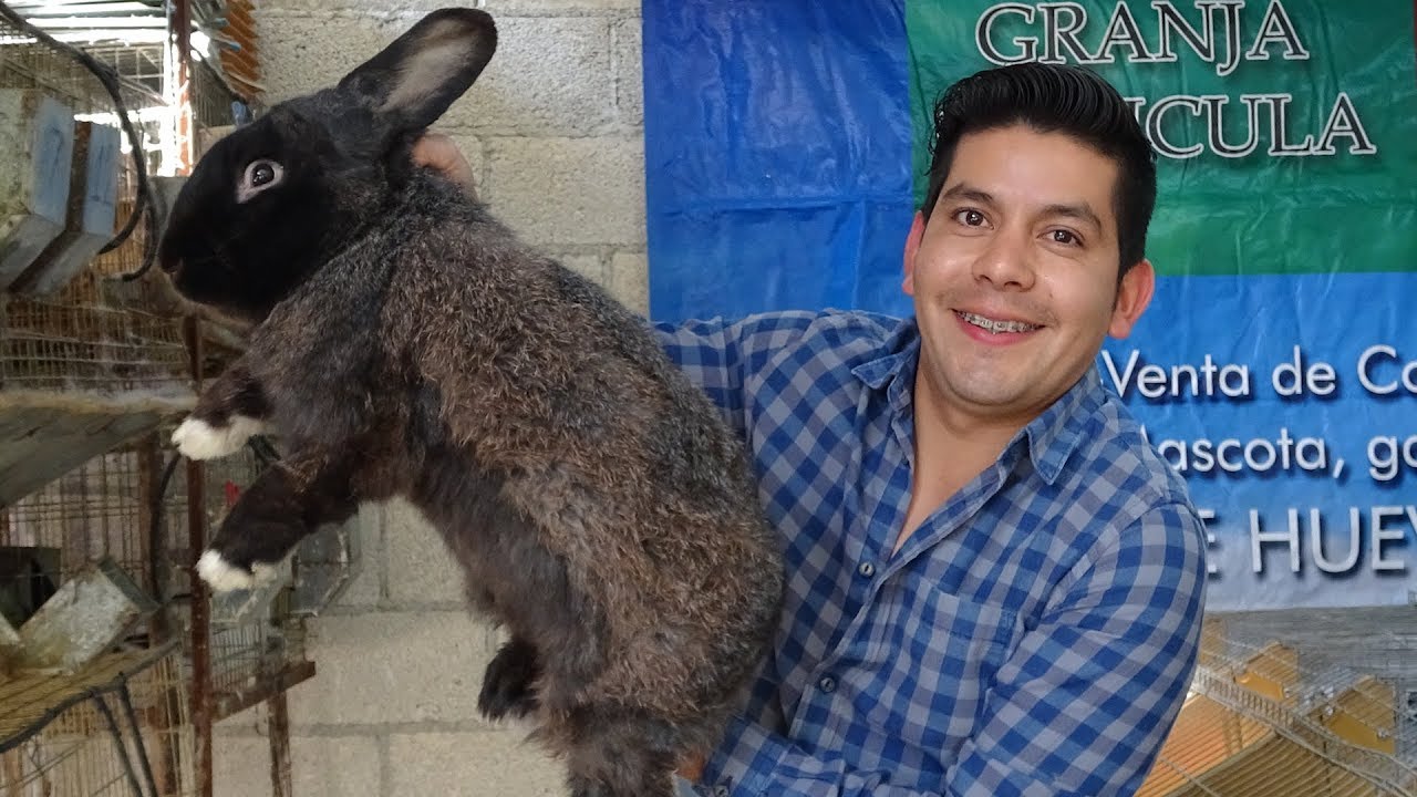 Granja de Conejos Maranatha #GranjaCunicula 🐰