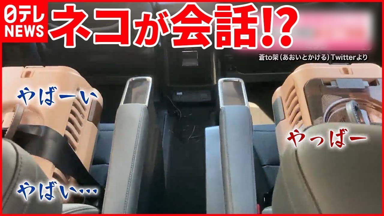 【まるで会話】ネコ2匹が「やばい」連発  初めての予防接種に危機感？