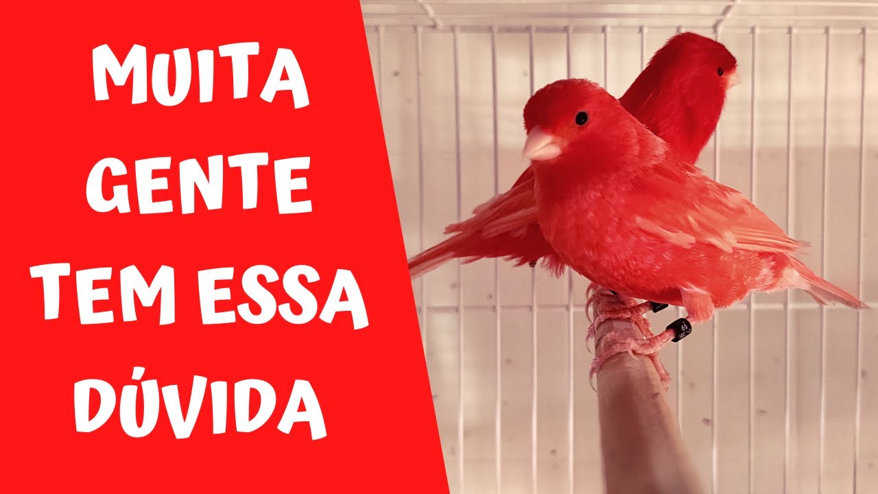 COMO ALIMENTAR MELHOR OS CANÁRIOS VERMELHOS
