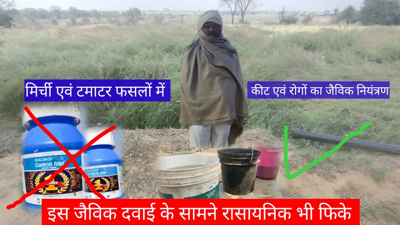  टमाटर मिर्च की फसल में माथाबन्धी(लिफ कर्ल वायरस) का नियंत्रण कैसे करें का कारगर जैविक उपाय