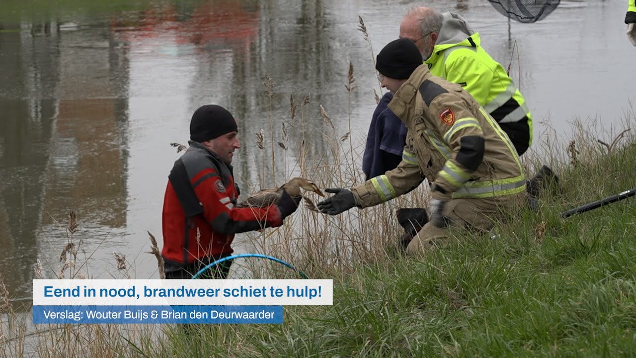 Eend in nood, brandweer schiet te hulp! - 112 Nieuws | Omroep ZVL