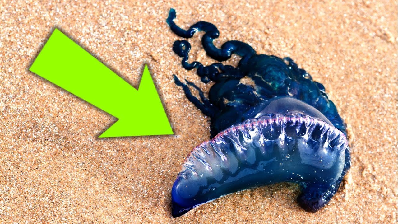 If You Ever See This on the Beach, Ask for Help!