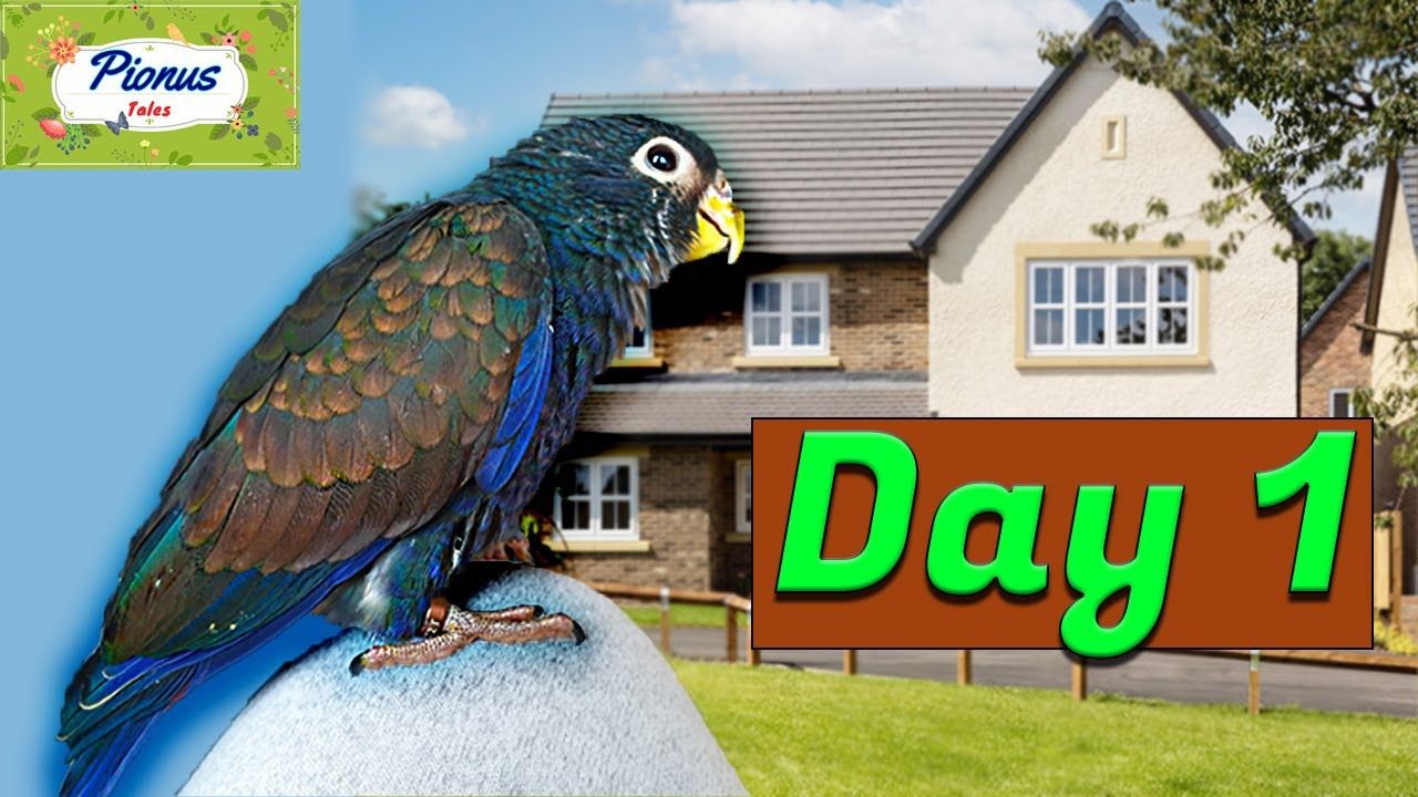 Baby Bronze Wing Pionus Parrot's First Day in New Home | Lyra Vlogs Ep 1