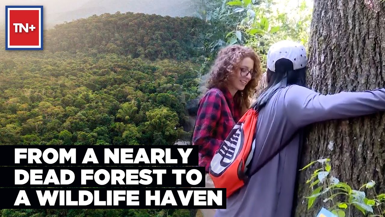 How Brazil&rsquo;s Atlantic Forest Overcame Near Extermination, Now Boasts Lush Pastures Full Of Wildlife