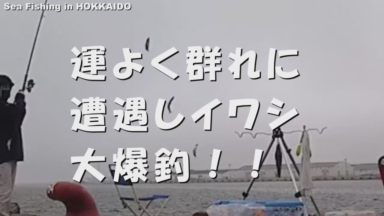イワシ大爆釣