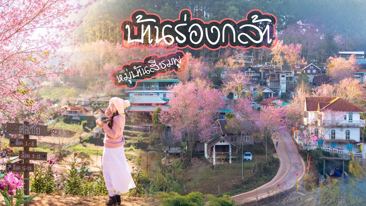 จุดกางเต้นท์ต้อเซี้ย บ้านร่องกล้า