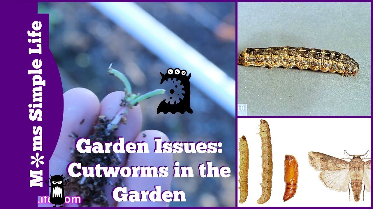Garden Issues: Cutworms in the Garden