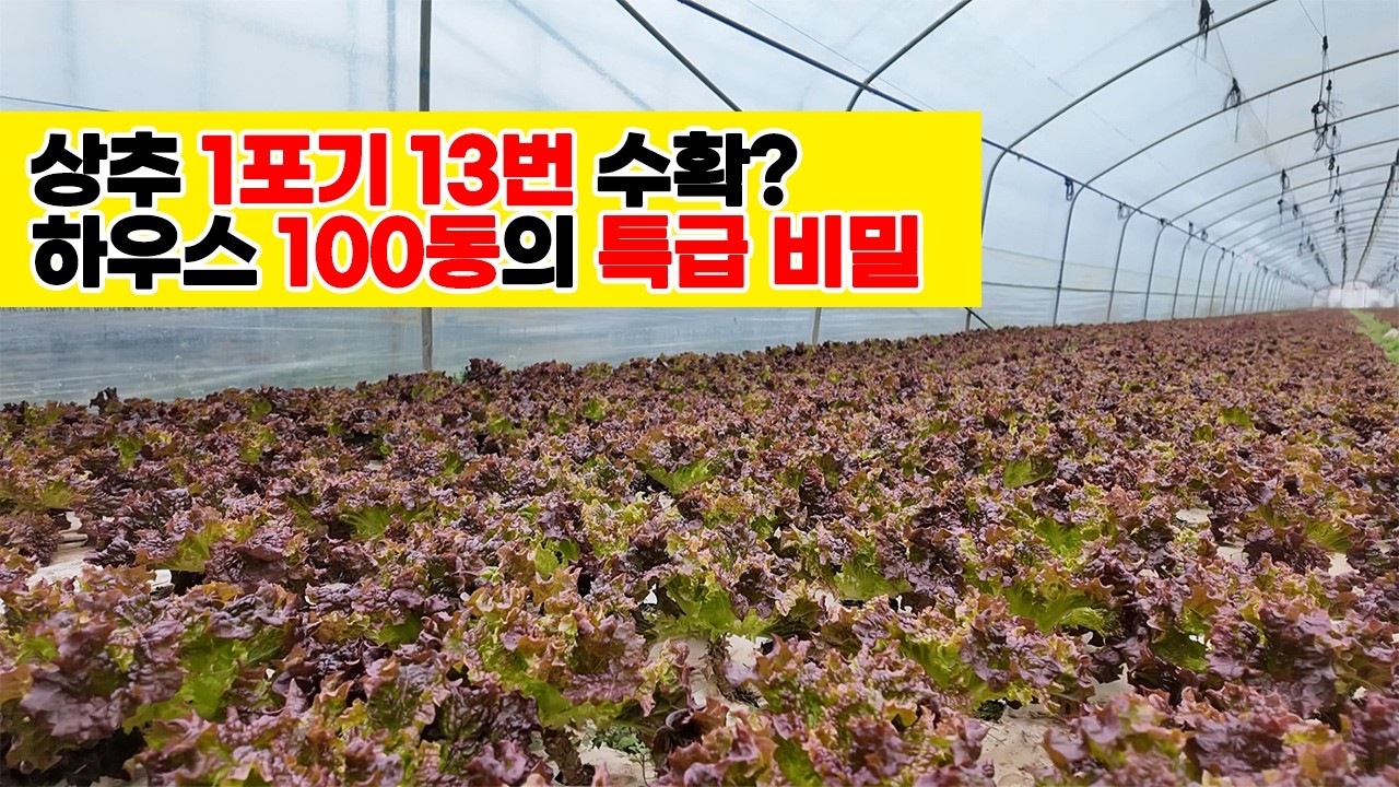 상추 한 포기로 13번 수확한다고? 하우스 100동 농가의 상추 농사 특급 비밀 [한국농업TV]