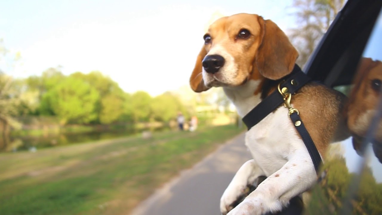 Collar Exclusive with brass buckle (Zooleszcz - Made in Poland)