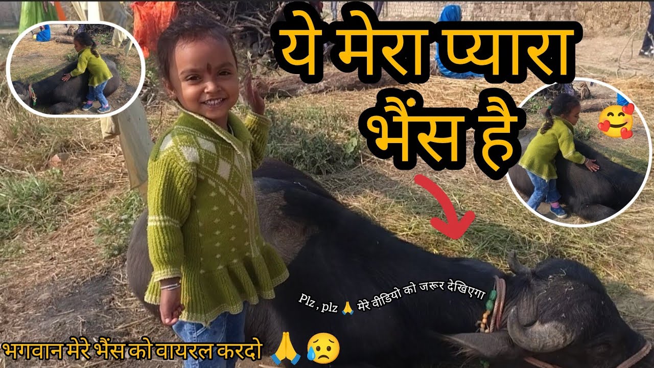 Ye Mera Pyara Bhains Hai || ये मेरा प्यारा भैंस है 😍 #laado #surajroxfunnyvibeo #sauravjoshivlogs 