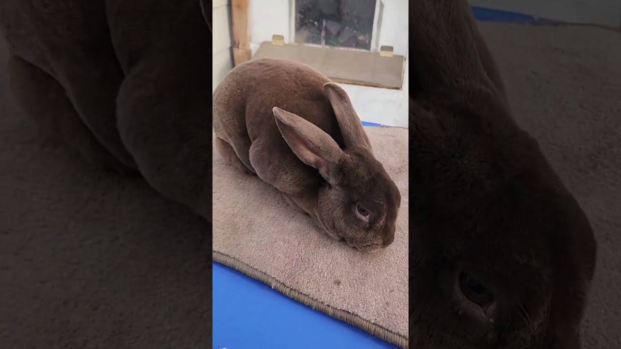 The rabbit colors we have on our homestead