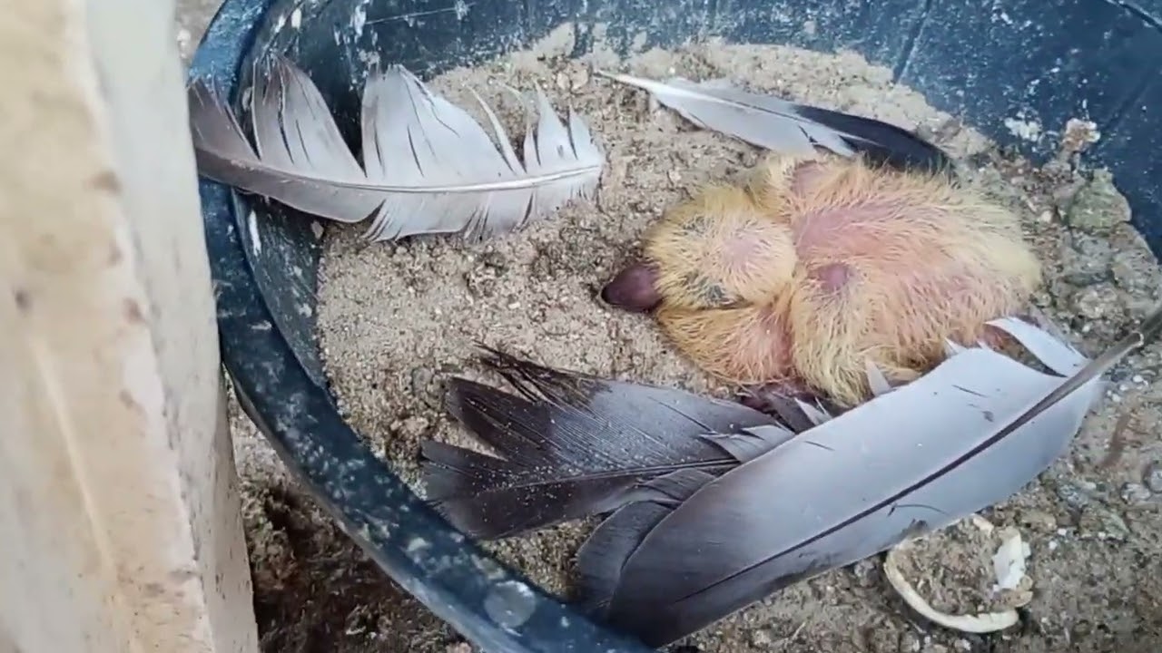 Alimentando a pombadinha 