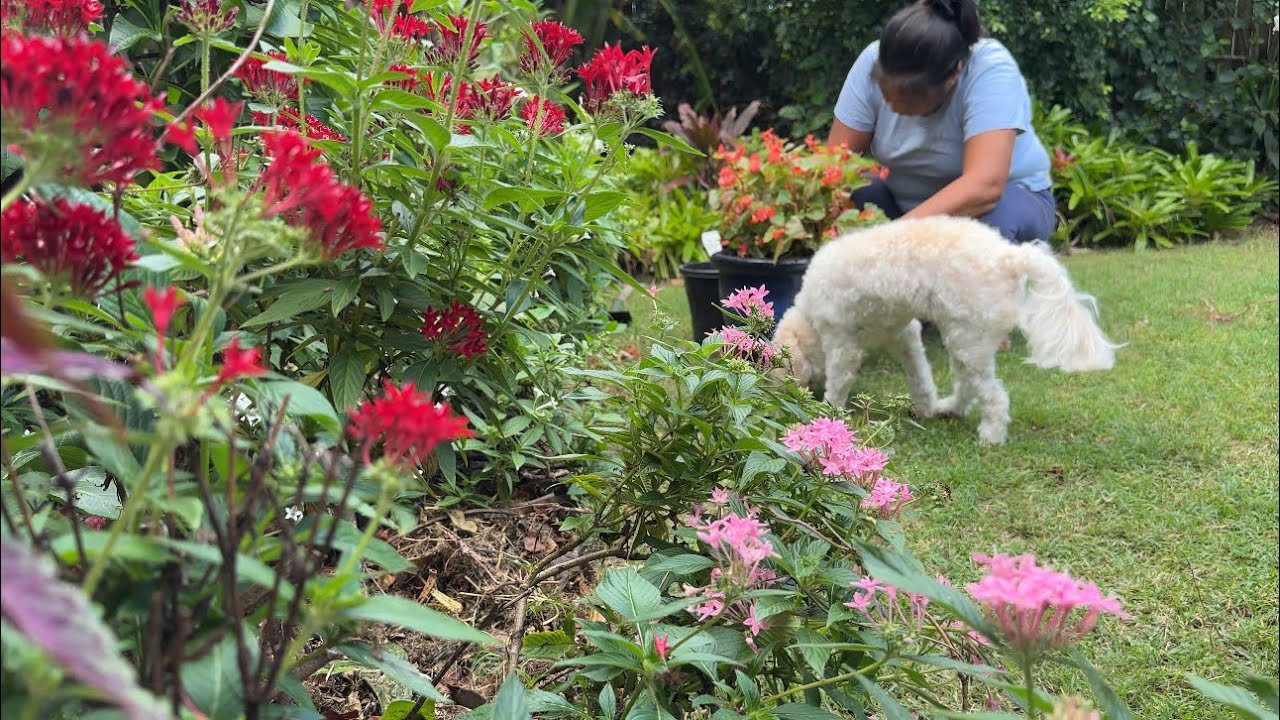 Life In Australia - Gardening, Guest From NZ And Dining Out