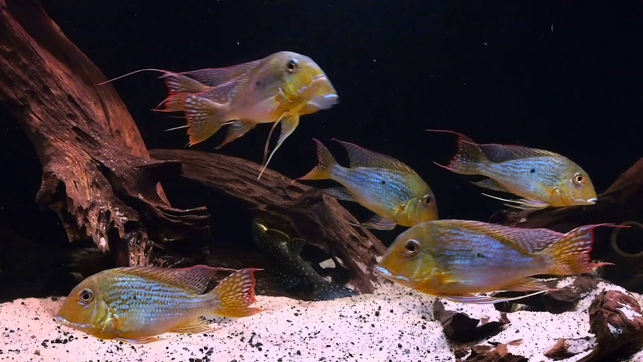 South American Biotope - Geophagus altifrons