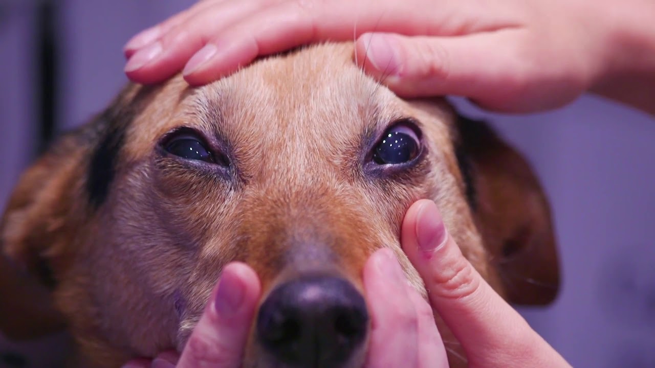Vier Anzeichen dafür, dass Ihr Hund Schmerzen am Auge hat