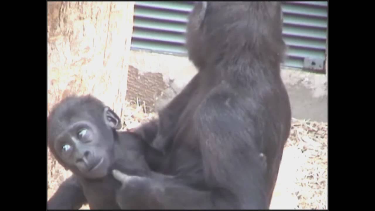 Gorilla Tatu & Baby Brother Kiburi