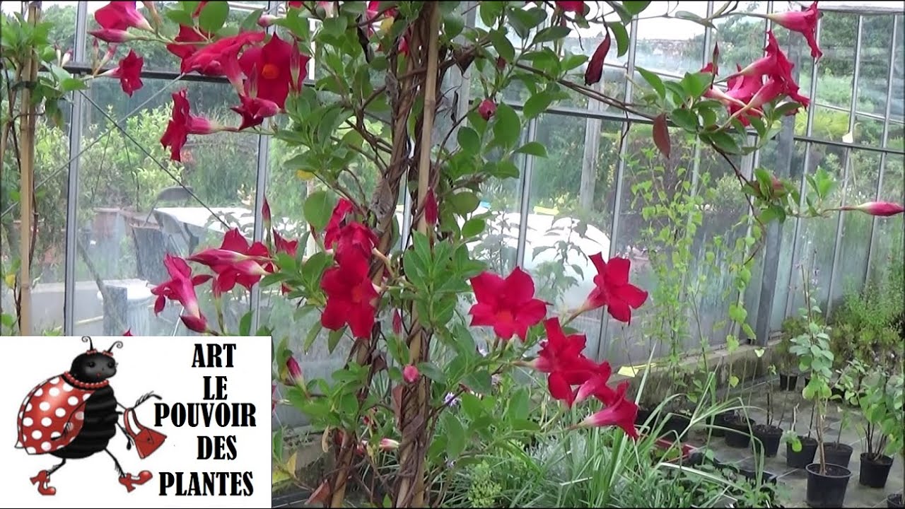 Conseils jardinage: Bouture de dipladénia (Mandevilla) Plante verte et vivace