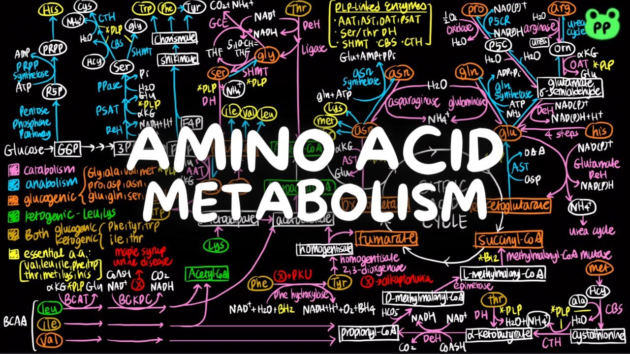 Amino Acid Metabolism | Nitrogen Metabolism 02 | Biochemistry | PP Notes | Lehninger 6E Ch.18 & 22