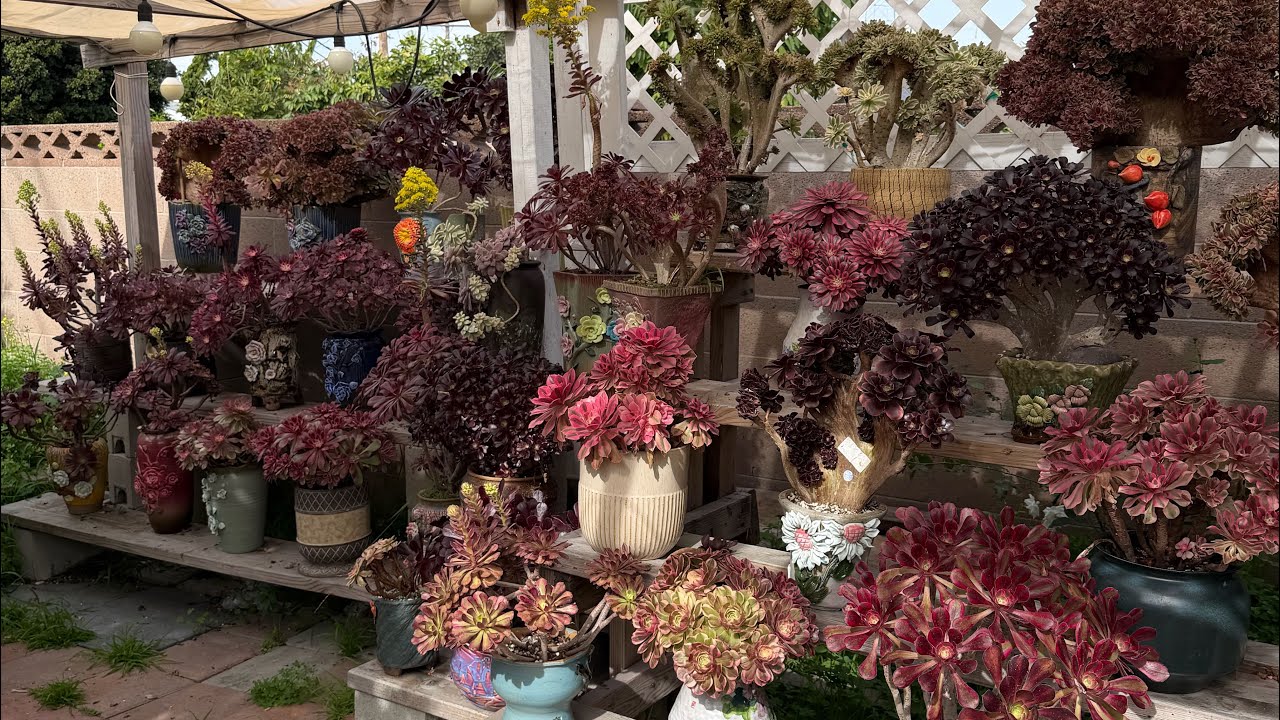 7143830898 Tết sen đá bán giảm giá mạnh suppers sale sen đá 