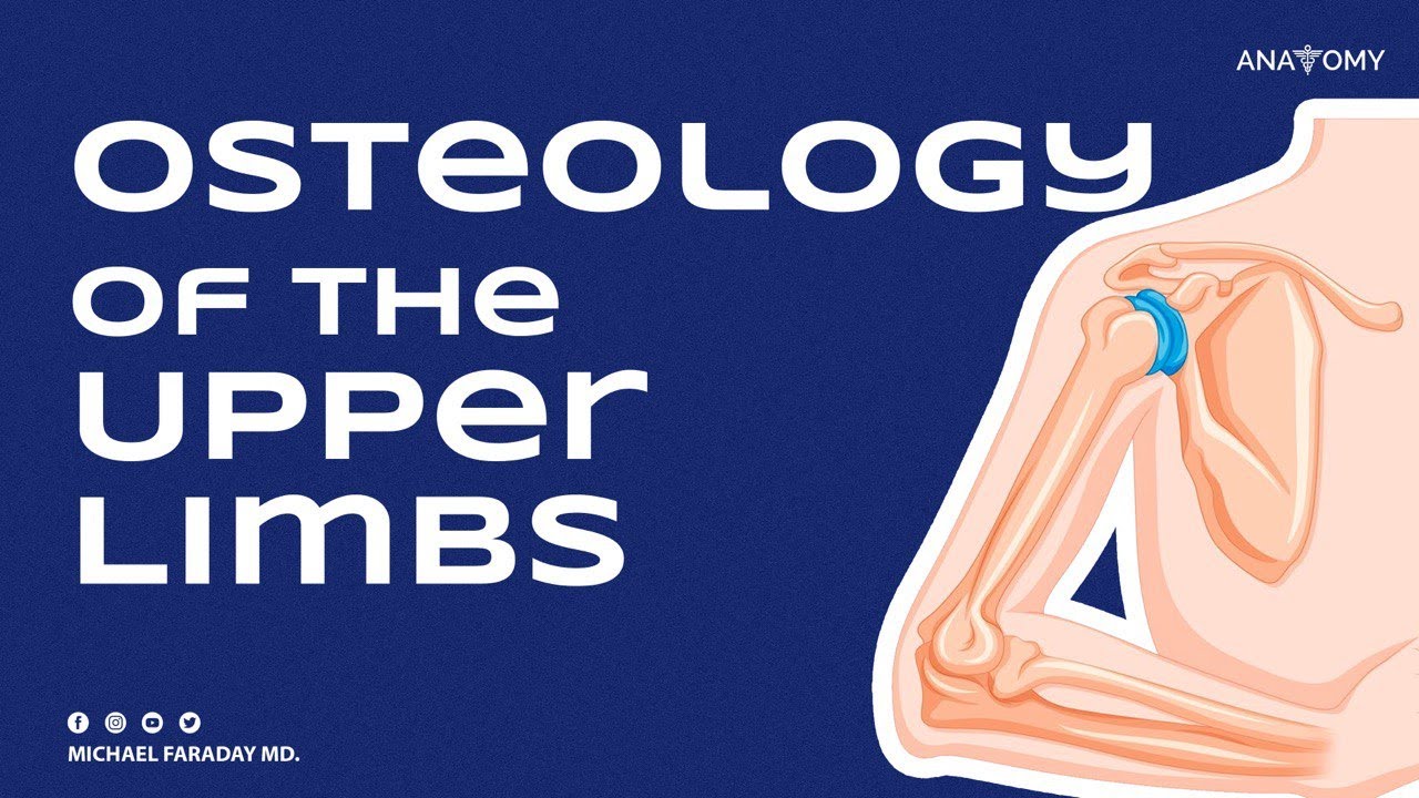 OSTEOLOGY OF THE UPPER LIMB