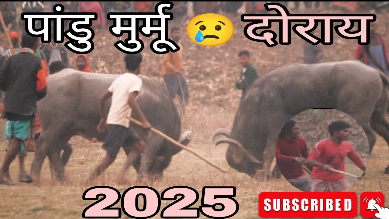 SARJOM GHUTU Vs TILAKI || DORAI kada LADAI 2025 