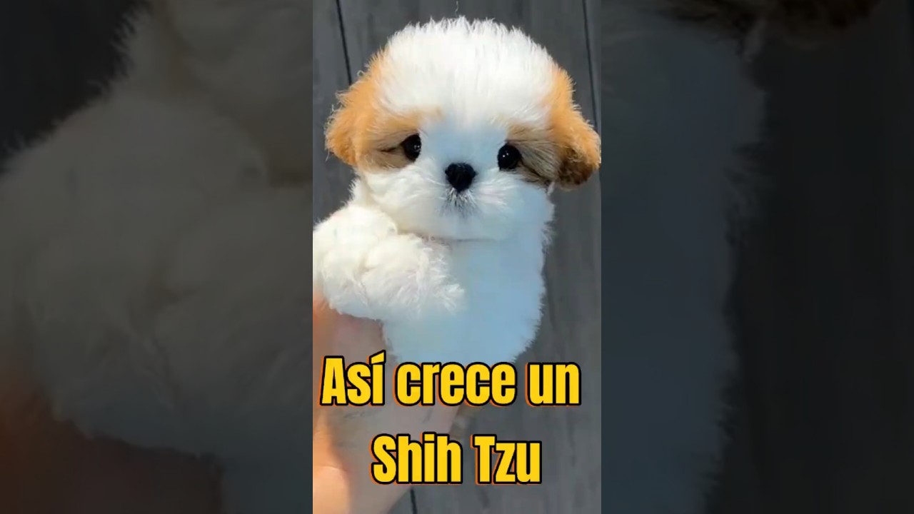 ¡Así es como crece un Shih Tzu!